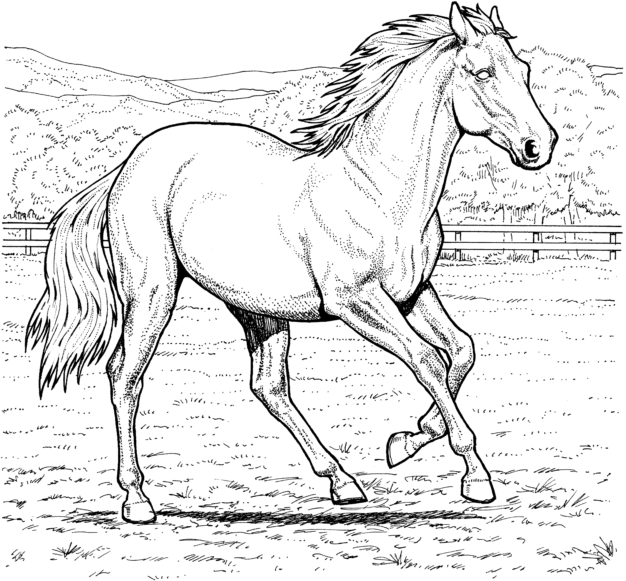 Раскраска Лошадь Распечатать